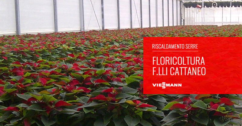 floricoltura-cattaneo