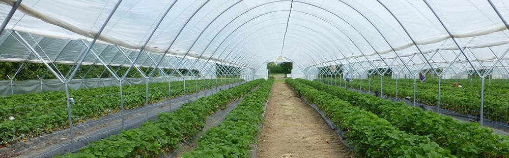 Riscaldamento serre agricole ad alta efficienza